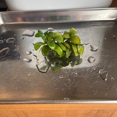 アヌビアスナナプチ【流木付き】の画像