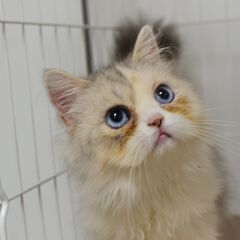 10/11(土) 32頭譲渡会。3ヶ月ラガマフィン♂【里親…