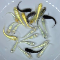 【現物】めだか　20匹　ラメ系　ワイドフィン系　ヒレ長系　メダカ　ミックス　IN/T1 　稚魚〜若魚サイズ の画像