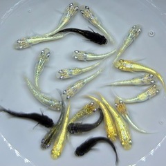 【現物】めだか　20匹　ラメ系　ワイドフィン系　ヒレ長系　メダカ　ミックス　IN/T1 　稚魚〜若魚サイズ の画像