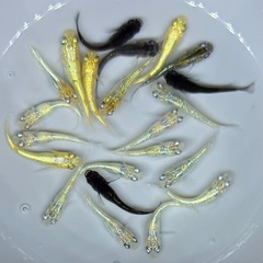 【現物】めだか　20匹　ラメ系　ワイドフィン系　ヒレ長系　メダカ　ミックス　IN/T1 　稚魚〜若魚サイズ の画像