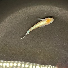 【めだか】朱光菊　3匹の画像