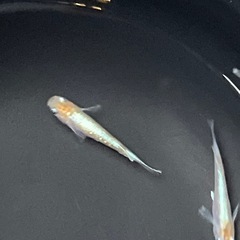 【めだか】朱光菊　3匹の画像