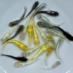 【現物】めだか　20匹　ラメ系　ワイドフィン系　ヒレ長系　メダカ　ミックス　wg/7 【現物】　稚魚〜若魚サイズ の画像