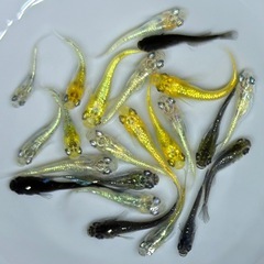 【現物】めだか　20匹　ラメ系　ワイドフィン系　ヒレ長系　メダカ　ミックス　wg/7 【現物】　稚魚〜若魚サイズ の画像