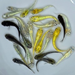 【現物】めだか　20匹　ラメ系　ワイドフィン系　ヒレ長系　メダカ　ミックス　wg/7 【現物】　稚魚〜若魚サイズ の画像