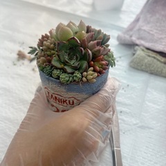 多肉寄せ植え出張ワークショップの画像