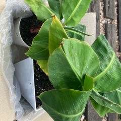 観葉植物　ミニバナナの苗木Jの画像