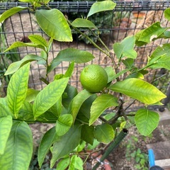 四季咲レモンの木の画像