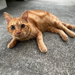 アメショーのような茶トラの迷い猫
