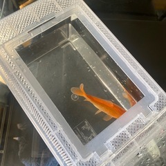 金魚、テトラ　　の画像
