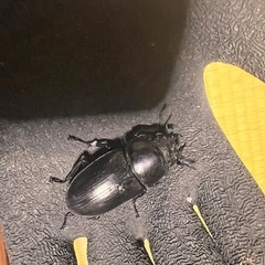 国産オオクワガタ♂♀ペアの画像
