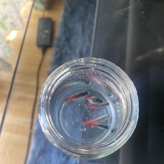 金魚、テトラ　　の画像