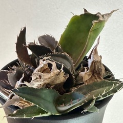 アガベ　白鯨の画像