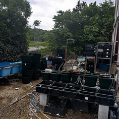 めだかのお掃除、草抜き‼️