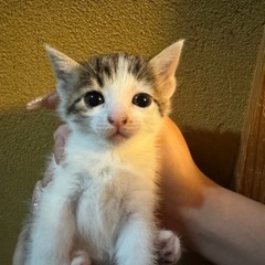 メス子猫3匹里親募集