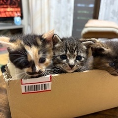 生後一ヶ月の子猫ちゃん三匹です。幸せにしてあげて下さい。