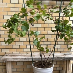 ブドウの木　ぶどう　種あり　デラウェア　植木　観葉植物の画像