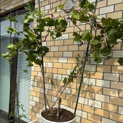 ブドウの木　ぶどう　種あり　デラウェア　植木　観葉植物の画像