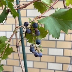 ブドウの木　ぶどう　種あり　デラウェア　植木　観葉植物の画像