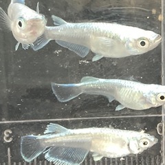 マリアージュメダカ-2ペアの画像