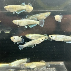 飛輪メダカ４匹
の画像