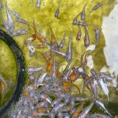 夏生まれ若魚　レッドクリフ紅白の選別漏れ　50匹　白多めの画像