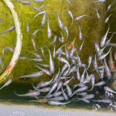 夏生まれ若魚　レッドクリフ紅白の選別漏れ　50匹　白多めの画像