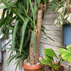 青年の木の画像