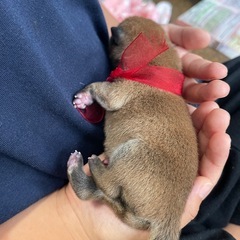 柴犬の赤ちゃん