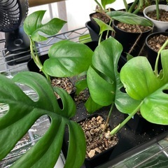 ヒメモンステラ 新芽ありの画像