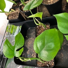 ヒメモンステラ 新芽ありの画像