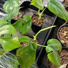 ヒメモンステラ 新芽ありの画像