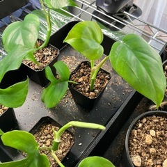 ヒメモンステラ 新芽ありの画像