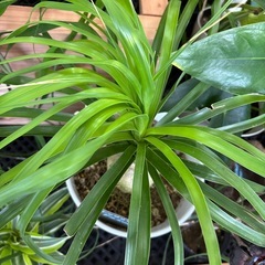 トックリラン ノリナ 観葉植物 鉢植え インテリアの画像
