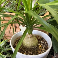 トックリラン ノリナ 観葉植物 鉢植え インテリアの画像