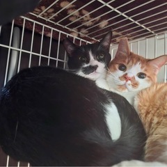 猫 里親募集 ♂ 1歳3ヶ月 兄弟