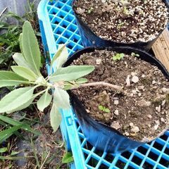 ホワイトセージ　2個セットの画像