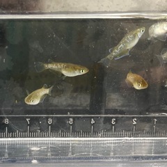 フロマージュ(若魚10匹)の画像