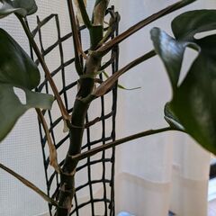ハブカズラ　1の画像