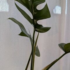 ハブカズラ　1の画像