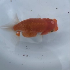 優良系統 らんちゅう 更紗 太めの画像