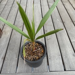 ココスヤシ 苗 ヤシの木の画像