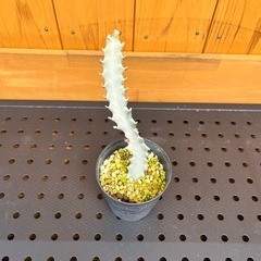 ユーフォルビア　ホワイトゴースト挿木の画像