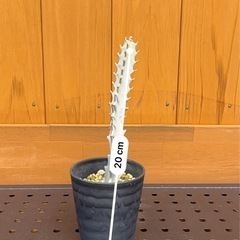 ユーフォルビア　ホワイトゴースト挿木の画像