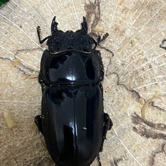 【ラスト】スマトラオオヒラタ　ペアの画像