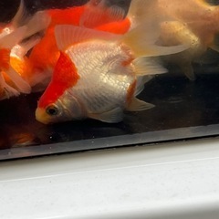 (金魚　タマサバ) 5匹ランダムの画像
