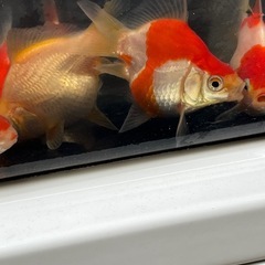 (金魚　タマサバ) 5匹ランダムの画像