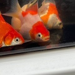 (金魚　タマサバ) 5匹ランダムの画像