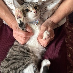 【里親募集】母の実家で拾ったネコが子猫を産んでしまいました